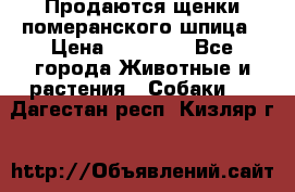 Продаются щенки померанского шпица › Цена ­ 45 000 - Все города Животные и растения » Собаки   . Дагестан респ.,Кизляр г.